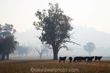 agricultural;agriculture;air-pollution;air-polutants;air-quality;airshed;airsheds;animal;animals;atmosphere;Australia;bad-air-quality;burnoff;burnoffs;bush-fire;bush-fires;bush_fire;bush_fires;bushfire;bushfires;calves;carbon-footprint;cattle;Corryong;country;countryside;cow;cows;Eastern-Victoria;emissions;emit;emsision;environment;eucalypt;eucalypts;eucalyptus;eucalytis;farm;farming;farmland;farms;field;global-warming;greenhouse-gas;greenhouse-gases;gum;gum-tree;gum-trees;gums;haze;hazey;hazy;Herbivore;Herbivores;Herbivorous;high-pollution-day;high-pollution-days;hill;hills;Livestock;mammal;mammals;meadow;meadows;paddock;paddocks;pasture;pastures;pollute;polluting;pollution;poor-air-quality;rural;smog;smoggy;smoke;smokey;smoky;stock;tree;trees;VIC;Victoria