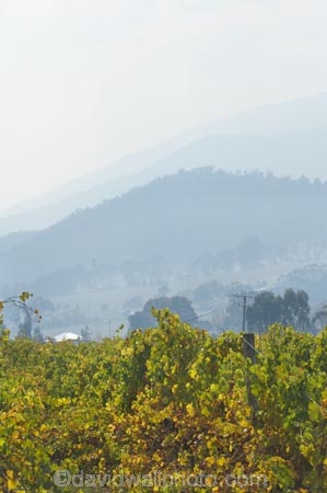 agricultural;agriculture;air-pollution;air-polutants;air-quality;airshed;airsheds;atmosphere;Australia;autuminal;autumn;autumn-colour;autumn-colours;autumnal;bad-air-quality;burnoff;burnoffs;bush-fire;bush-fires;bush_fire;bush_fires;bushfire;bushfires;carbon-footprint;color;colors;colour;colours;country;countryside;crop;crops;cultivation;deciduous;East-Victoria;Eastern-Victoria;emissions;emit;emsision;environment;fall;farm;farming;farmland;farms;field;fields;global-warming;grape;grapes;grapevine;greenhouse-gas;greenhouse-gases;haze;hazey;hazy;high-pollution-day;high-pollution-days;hill;hills;horticulture;Kiewa-Valley;leaf;leaves;Mount-Beauty;Mt-Beauty;Mt.-Beauty;pollute;polluting;pollution;poor-air-quality;rural;season;seasonal;seasons;smog;smoggy;smoke;smokey;smoky;tree;trees;VIC;Victoria;vine;vines;vineyard;vineyards;vintage;wine;wineries;winery;wines