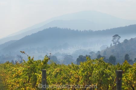 agricultural;agriculture;air-pollution;air-polutants;air-quality;airshed;airsheds;atmosphere;Australia;autuminal;autumn;autumn-colour;autumn-colours;autumnal;bad-air-quality;burnoff;burnoffs;bush-fire;bush-fires;bush_fire;bush_fires;bushfire;bushfires;carbon-footprint;color;colors;colour;colours;country;countryside;crop;crops;cultivation;deciduous;East-Victoria;Eastern-Victoria;emissions;emit;emsision;environment;fall;farm;farming;farmland;farms;field;fields;global-warming;grape;grapes;grapevine;greenhouse-gas;greenhouse-gases;haze;hazey;hazy;high-pollution-day;high-pollution-days;hill;hills;horticulture;Kiewa-Valley;leaf;leaves;Mount-Beauty;Mt-Beauty;Mt.-Beauty;pollute;polluting;pollution;poor-air-quality;rural;season;seasonal;seasons;smog;smoggy;smoke;smokey;smoky;tree;trees;VIC;Victoria;vine;vines;vineyard;vineyards;vintage;wine;wineries;winery;wines