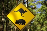 australasia;australia;australian;kangaroo;Kangaroo-Warning-Sign;kangaroos;Lasiorhinus-latrifrons;mount-buffalo-n.p.;mount-buffalo-national-park;mount-buffalo-np;mt-buffalo-n.p.;mt-buffalo-national-park;mt-buffalo-np;mt.-buffalo-n.p.;mt.-buffalo-national-park;mt.-buffalo-np;natural;nature;Road;road-sign;road-signs;road_sign;road_signs;roads;roadsign;roadsigns;sign;signs;symbol;symbols;tranportation;transport;travel;victoria;warn;warning;wildlife;wombat;wombats;yellow-black
