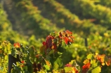 agricultural;agriculture;australasian;Australia;australian;autumn;boynton-vineyard;boynton-winery;Boyntons-of-Bright-winery;Boyntons-of-Bright;bright;color;colors;colour;colours;country;countryside;crimson;crop;crops;cultivation;fall;farm;farming;farmland;farms;field;fields;grape;grapes;grapevine;horticulture;leaf;leaves;porepunkah;red;row;rows;rural;scarlet;Victoria;vine;vine-leaf;vine-leaves;vines;vineyard;vineyards;vintage;wine;wineries;winery;wines;yellow