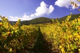 agricultural;agriculture;australasia;australasian;australia;australian;autumn;boynton-vineyard;boynton-winery;Boyntons-of-Bright-winery;Boyntons-of-Bright;bright;country;countryside;crop;crops;cultivation;fall;farm;farming;farmland;farms;field;fields;grape;grapes;grapevine;horticulture;porepunkah;row;rows;rural;victoria;vine;vines;vineyard;vineyards;vintage;wine;wineries;winery;wines