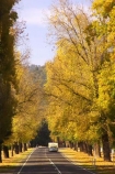 australasia;Australia;australian;autumn;autumn-colour;autumn-colours;autumnal;autumninal;avenue;avenues;boulevard;boulevards;Bright;camper;campers;caravan;caravans;centre-line;centre-lines;centre_line;centre_lines;centreline;centrelines;color;colors;colour;colours;deciduous;driving;fall;fall-color;fall-colors;foliage;highway;highways;holiday;holidays;leaf;leaves;open-road;open-roads;road;road-trip;roads;straight;tour;touring;tourism;tourist;tourists;trailer;transport;transportation;travel;traveler;travelers;traveling;traveller;travellers;travelling;tree;trees;trip;vacation;vacations;Victoria