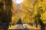 australasia;Australia;australian;autumn;autumn-colour;autumn-colours;autumnal;autumninal;avenue;avenues;boulevard;boulevards;Bright;camper;campers;caravan;caravans;centre-line;centre-lines;centre_line;centre_lines;centreline;centrelines;color;colors;colour;colours;deciduous;driving;fall;fall-color;fall-colors;foliage;highway;highways;holiday;holidays;leaf;leaves;open-road;open-roads;road;road-trip;roads;straight;tour;touring;tourism;tourist;tourists;trailer;transport;transportation;travel;traveler;travelers;traveling;traveller;travellers;travelling;tree;trees;trip;vacation;vacations;Victoria