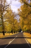 australasia;Australia;australian;autumn;autumn-colour;autumn-colours;autumnal;autumninal;avenue;avenues;boulevard;boulevards;Bright;camper;camper-van;camper-vans;camper_van;camper_vans;campers;campervan;campervans;centre-line;centre-lines;centre_line;centre_lines;centreline;centrelines;color;colors;colour;colours;deciduous;driving;fall;fall-color;fall-colors;foliage;highway;highways;holiday;holidays;leaf;leaves;motor-caravan;motor-caravans;motor-home;motor-homes;motor_home;motor_homes;motorhome;motorhomes;open-road;open-roads;road;road-trip;roads;straight;tour;touring;tourism;tourist;tourists;transport;transportation;travel;traveler;travelers;traveling;traveller;travellers;travelling;tree;trees;trip;vacation;vacations;van;vans;Victoria
