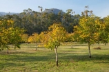 Australia;autuminal;autumn;autumn-colour;autumn-colours;autumnal;color;colors;colour;colours;country;countryside;crop;crops;deciduous;East-Victoria;Eastern-Victoria;fall;farm;farming;farmland;farms;field;horticulture;leaf;leaves;nut;nut-tree;nut-trees;nuts;orchard;orchards;row;rows;rural;season;seasonal;seasons;tree;trees;VIC;Victoria;walnut;Walnut-Orchard;walnut-tree;walnut-trees;walnuts;yellow