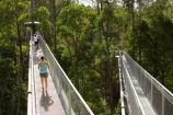 aerial-walkway;aerials-walkways;australasia;Australia;australian;bridge;bridges;bush;canopy;canopy-walk;eco-tourism;eco-tourist;eco-tourists;ecotourism;ecotourist;ecotourists;engineering;eucalyptis;eucalypts;forest;forest-canopy;forests;galvanised;galvanized;great-ocean-road;gum;gums;high;high-up;lush;luxuriant;metal;native-bush;native-forest;native-forests;natural;nature;Otway-Fly;otway-range;Otway-Ranges;people;person;plant;plants;rain-forest;rain-forests;rain_forests;rainforest;rainforest-canopy;rainforest-walk;rainforests;steel;structure;structures;tourism;tourist;tourists;travel;tree;Tree-Top-Walk;trees;vegetation;verdant;vertigo;Victoria;walkway;walkways