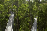 aerial-walkway;aerials-walkways;australasia;Australia;australian;bridge;bridges;bush;canopy;canopy-walk;ecotourism;engineering;eucalyptis;eucalypts;forest;forest-canopy;forests;galvanised;galvanized;great-ocean-road;gum;gums;high;high-up;lush;luxuriant;metal;native-bush;native-forest;native-forests;natural;nature;Otway-Fly;otway-range;Otway-Ranges;plant;plants;rain-forest;rain-forests;rain_forests;rainforest;rainforest-canopy;rainforest-walk;rainforests;steel;structure;structures;tree;Tree-Top-Walk;trees;vegetation;verdant;vertigo;Victoria;walkway;walkways