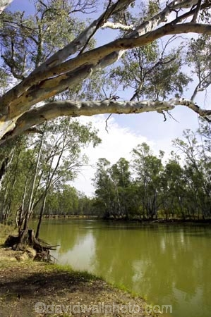 Australia;australian;barmah-state-forest;Barmah-State-Park;beautiful;beauty;bush;endemic;eucalypt;eucalypts;eucalyptus;eucalytis;forest;forests;green;gum;gum-tree;gum-trees;gums;murray-river;native;native-bush;natives;natural;nature;red-gum;red-gums;river;rivers;scene;scenic;timber;tree;tree-trunk;tree-trunks;trees;trunk;trunks;Victoria;wood;woods