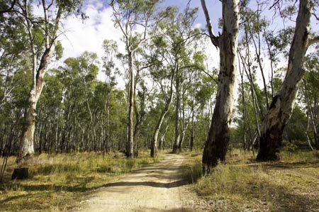 Australia;australian;barmah-state-forest;Barmah-State-Park;beautiful;beauty;bush;countryside;dusty;endemic;eucalypt;eucalypts;eucalyptus;eucalytis;forest;forests;gravel-road;gravel-roads;green;gum;gum-tree;gum-trees;gums;metal-road;metal-roads;metalled-road;metalled-roads;native;native-bush;natives;natural;nature;red-gum;red-gums;road;roads;rural;scene;scenic;timber;track;tracks;tree;tree-trunk;tree-trunks;trees;trunk;trunks;Victoria;wood;woods