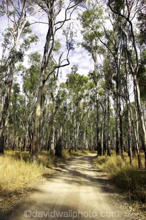 Australia;australian;barmah-state-forest;Barmah-State-Park;beautiful;beauty;bush;countryside;dusty;endemic;eucalypt;eucalypts;eucalyptus;eucalytis;forest;forests;gravel-road;gravel-roads;green;gum;gum-tree;gum-trees;gums;metal-road;metal-roads;metalled-road;metalled-roads;native;native-bush;natives;natural;nature;red-gum;red-gums;road;roads;rural;scene;scenic;timber;track;tracks;tree;tree-trunk;tree-trunks;trees;trunk;trunks;Victoria;wood;woods