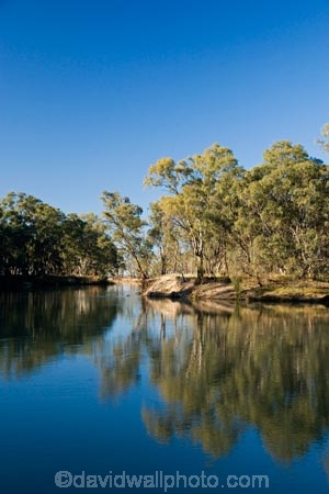 Australasian;Australia;Australian;calm;eucalypt;eucalypts;eucalyptus;eucalytis;gum;gum-tree;gum-trees;gums;Murray-River;N.S.W.;New-South-Wales;NSW;placid;quiet;reflection;reflections;river;rivers;serene;smooth;still;Swan-Hill;tranquil;tree;trees;Vic;Victoria;water