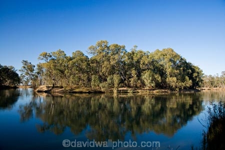 Australasian;Australia;Australian;calm;eucalypt;eucalypts;eucalyptus;eucalytis;gum;gum-tree;gum-trees;gums;Murray-River;N.S.W.;New-South-Wales;NSW;placid;quiet;reflection;reflections;river;rivers;serene;smooth;still;Swan-Hill;tranquil;tree;trees;Vic;Victoria;water