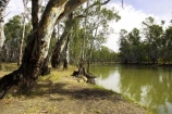 Australia;australian;barmah-state-forest;Barmah-State-Park;beautiful;beauty;bush;endemic;eucalypt;eucalypts;eucalyptus;eucalytis;forest;forests;green;gum;gum-tree;gum-trees;gums;murray-river;native;native-bush;natives;natural;nature;red-gum;red-gums;river;rivers;scene;scenic;timber;tree;tree-trunk;tree-trunks;trees;trunk;trunks;Victoria;wood;woods
