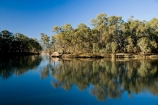 Australasian;Australia;Australian;calm;eucalypt;eucalypts;eucalyptus;eucalytis;gum;gum-tree;gum-trees;gums;Murray-River;N.S.W.;New-South-Wales;NSW;placid;quiet;reflection;reflections;river;rivers;serene;smooth;still;Swan-Hill;tranquil;tree;trees;Vic;Victoria;water