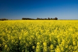 agricultural;agriculture;Australasian;Australia;Australian;Bendigo;blue;canola;color;colors;colour;colours;country;countryside;crop;crops;farm;farming;farmland;farms;field;fields;horticulture;paddock;paddocks;Rapeseed-Field;rural;Vic;Victoria;yellow