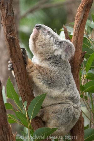 Animal;Animals;Australia;australian;climb;climbs;Close-up;Close_up;currumbin;currumbin-wildlife-sanctuary;eucalyptus;face;fur;furry;gold-coast;gum-tree;Koala;Koalas;Mammal;Mammals;Marsupial;Marsupials;Nature;Oceania;Phascolarctos;Phascolarctos-cinereus;queensland;tree;trees;Wild;Wildlife;zoo;Zoology