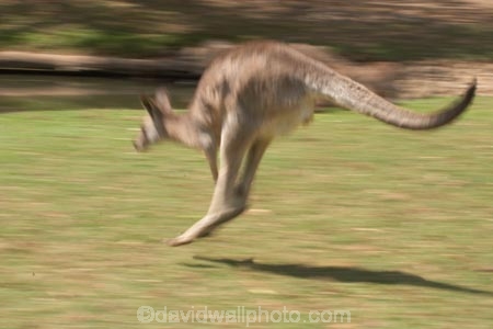 Animal;Animals;australasia;Australia;australian;austrlian;blur;blurred;blurry;eastern-gray-kangaroo;eastern-gray-kangaroos;gray-kangaroo;gray-kangaroos;Grey-Kangaroo;Grey-Kangaroos;jump;jumper;jumping;jumps;Kangaroo;Kangaroos;Macropus-giganteus;Mammal;Mammals;Marsupial;Marsupials;Nature;skippy;Wild;Wildlife;Zoology