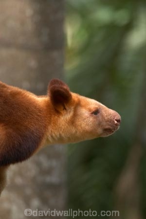 Animal;Animals;australasia;Australia;australian;austrlian;climb;climber;climbers;climbs;Dendrolagus;head;heads;Kangaroo;Kangaroos;Macropodidae;Mammal;Mammals;Marsupial;Marsupials;Nature;portrait;portraits;skippy;tree-kangaroo;tree-kangaroos;Wild;Wildlife;Zoology