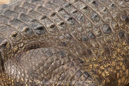 australia;australian;Close-Up;close-ups;close_up;close_ups;Crocodile;crocodiles;detail;details;nature;pattern;patterns;queensland;Reptile;reptiles;scale;scales;skin;wild;Wildlife