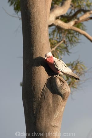 Animal;animals;australia;australian;Avian;Beak;Bird;birds;Eolophus-roseicapillus;Exotic;Fauna;Feather;Galah;galahs;gallah;gallahs;Habitat;Natural;Nature;Oceania;Ornithology;Oz;Parrot;parrots;Perch;Perching;Plumage;queensland;wild;Wildlife;Wing