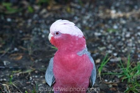 Animal;animals;Ara;australasia;australia;australian;Avian;Beak;bird;birds;Blue;Bright;Cacatua-roseicapilla;Close-up;Color;Colored;Colorful;Colors;Colour;Coloured;Colourful;Colours;Exotic;Fauna;Feather;Galah;galahs;gallah;gallahs;Natural;Nature;Oceania;Ornithology;Oz;Parrot;parrots;pink;Plumage;Portrait;victoria;Vivid;wild;Wildlife;Wing