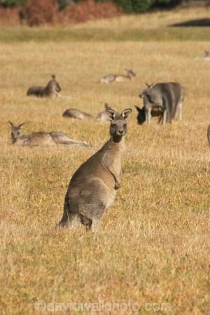 Animal;Animals;australasia;Australia;australian;eastern-gray-kangaroo;eastern-gray-kangaroos;eastern-grey-kangaroo;eastern-grey-kangaroos;grampian;grampian-national-park;grampians;grampians-national-park;gray-kangaroo;gray-kangaroos;Grey-Kangaroo;Grey-Kangaroos;halls-gap;head;heads;Kangaroo;Kangaroos;Macropodidae;Macropus-giganteus;Mammal;Mammals;Marsupial;Marsupials;marsupium;Nature;portrait;portraits;pouch;skippy;victoria;Wild;Wildlife;Zoology