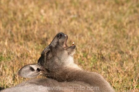 Animal;Animals;australasia;Australia;australian;eastern-gray-kangaroo;eastern-gray-kangaroos;eastern-grey-kangaroo;eastern-grey-kangaroos;grampian;grampian-national-park;grampians;grampians-national-park;gray-kangaroo;gray-kangaroos;Grey-Kangaroo;Grey-Kangaroos;halls-gap;head;heads;Kangaroo;Kangaroos;Macropodidae;Macropus-giganteus;Mammal;Mammals;Marsupial;Marsupials;marsupium;mouth;mouths;Nature;portrait;portraits;pouch;skippy;teeth;tooth;victoria;Wild;Wildlife;yawn;yawning;yawns;Zoology