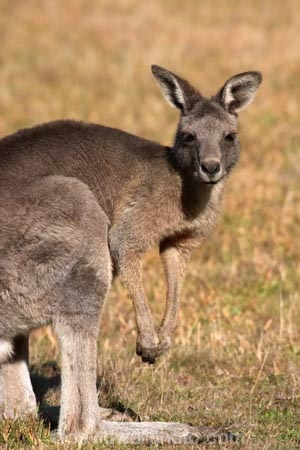 Animal;Animals;australasia;Australia;australian;eastern-gray-kangaroo;eastern-gray-kangaroos;eastern-grey-kangaroo;eastern-grey-kangaroos;grampian;grampian-national-park;grampians;grampians-national-park;gray-kangaroo;gray-kangaroos;Grey-Kangaroo;Grey-Kangaroos;halls-gap;head;heads;Kangaroo;Kangaroos;Macropodidae;Macropus-giganteus;Mammal;Mammals;Marsupial;Marsupials;marsupium;Nature;portrait;portraits;pouch;skippy;victoria;Wild;Wildlife;Zoology