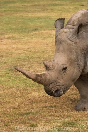 africa;african;animal;animals;australasian;Australia;australian;Ceratotherium-simumsimum;endangered;game-park;game-parks;game-viewing;horn;horns;mammal;mammals;Melbourne;pachyderm;pachyderms;park;parks;poaching;rhino;rhinoceros;rhinoceroses;rhinos;safari;safaris;southern-white-rhinoceros;square-lipped-rhinoceros;square_lipped-rhinoceros;threatened;Victoria;werribee;Werribee-Open-Range-Zoo;white-rhinoceros;wild;wildlife;zoo;zoology;zoos