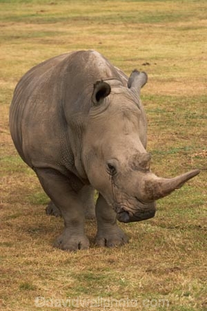 africa;african;animal;animals;australasian;Australia;australian;Ceratotherium-simumsimum;endangered;game-park;game-parks;game-viewing;horn;horns;mammal;mammals;Melbourne;pachyderm;pachyderms;park;parks;poaching;rhino;rhinoceros;rhinoceroses;rhinos;safari;safaris;southern-white-rhinoceros;square-lipped-rhinoceros;square_lipped-rhinoceros;threatened;Victoria;werribee;Werribee-Open-Range-Zoo;white-rhinoceros;wild;wildlife;zoo;zoology;zoos