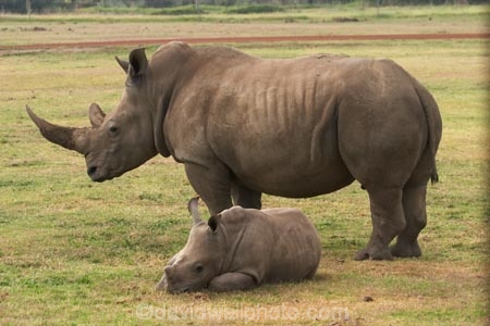 africa;african;animal;animals;australasian;Australia;australian;babies;baby;calf;calves;Ceratotherium-simumsimum;endangered;game-park;game-parks;game-viewing;horn;horns;mammal;mammals;Melbourne;mother;pachyderm;pachyderms;park;parks;poaching;rhino;rhinoceros;rhinoceroses;rhinos;safari;safaris;southern-white-rhinoceros;square-lipped-rhinoceros;square_lipped-rhinoceros;threatened;Victoria;werribee;Werribee-Open-Range-Zoo;white-rhinoceros;wild;wildlife;zoo;zoology;zoos