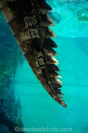 Australasian;Australia;Australian;croc;Crocodylus-Porosus;Crocosaurus-Cove;crocs;Darwin;N.T.;Northern-Territory;NT;reptile;reptiles;Saltwater-Crocodile;saltwater-crocodiles;salty;Top-End;tourist-attraction