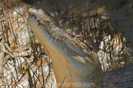 Adelaide-River;Adelaide-River-Cruises;Australia;Australian;croc;crocodile;crocodiles;Crocodylus-Porosus;crocs;danger;dangerous;dangerous-wildlife;delaide-River;Gagadju;jumping-crocodile-cruise;Kakadu;Kakadu-N.P.;Kakadu-National-Park;Kakadu-NP;mouth;N.T.;Northern-Territory;nose;NT;reptile;reptiles;saltwater-crocodile;saltwater-crocodiles;salty;spectacular-jumping-crocodile-cruise;teeth;Top-End;UN-world-heritage-area;UN-world-heritage-site;UNESCO-World-Heritage-area;UNESCO-World-Heritage-Site;united-nations-world-heritage-area;united-nations-world-heritage-site;wildlife;world-heritage;world-heritage-area;world-heritage-areas;World-Heritage-Park;World-Heritage-site;World-Heritage-Sites