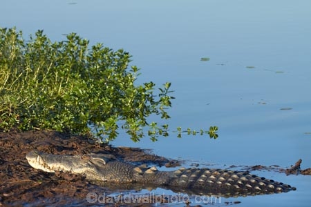 Australia;Australian;billabong;billabongs;croc;crocodile;crocodiles;Crocodylus-Porosus;crocs;flood-plain;flood-plains;floodplain;floodplains;Gagadju;Gagudju-Dreaming;Kakadu;Kakadu-billabong;Kakadu-billabongs;Kakadu-flood-plain;Kakadu-flood-plains;Kakadu-floodplain;Kakadu-floodplains;Kakadu-N.P.;Kakadu-National-Park;Kakadu-NP;Kakadu-wetland;Kakadu-wetlands;N.T.;national-parks;Northern-Territory;NT;reptile;reptiles;saltwater-crocodile;saltwater-crocodiles;salty;swamp;swampland;Top-End;UN-world-heritage-area;UN-world-heritage-site;UNESCO-World-Heritage-area;UNESCO-World-Heritage-Site;united-nations-world-heritage-area;united-nations-world-heritage-site;wetland;wetlands;wildlife;world-heritage;world-heritage-area;world-heritage-areas;World-Heritage-Park;World-Heritage-site;World-Heritage-Sites;Yellow-Water;Yellow-Water-Billabong;Yellow-Water-Wetland;Yellow-Water-Wetlands