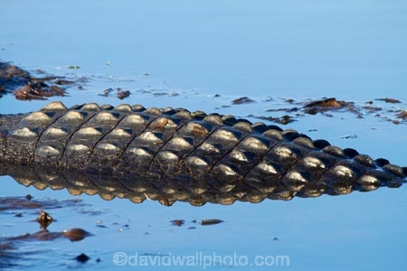 Australia;Australian;billabong;billabongs;close_up;closeup;croc;crocodile;crocodiles;Crocodylus-Porosus;crocs;detail;flood-plain;flood-plains;floodplain;floodplains;Gagadju;Gagudju-Dreaming;Kakadu;Kakadu-billabong;Kakadu-billabongs;Kakadu-flood-plain;Kakadu-flood-plains;Kakadu-floodplain;Kakadu-floodplains;Kakadu-N.P.;Kakadu-National-Park;Kakadu-NP;Kakadu-wetland;Kakadu-wetlands;N.T.;national-parks;Northern-Territory;NT;pattern;patterns;reptile;reptiles;saltwater-crocodile;saltwater-crocodiles;salty;swamp;swampland;Top-End;UN-world-heritage-area;UN-world-heritage-site;UNESCO-World-Heritage-area;UNESCO-World-Heritage-Site;united-nations-world-heritage-area;united-nations-world-heritage-site;wetland;wetlands;wildlife;world-heritage;world-heritage-area;world-heritage-areas;World-Heritage-Park;World-Heritage-site;World-Heritage-Sites;Yellow-Water;Yellow-Water-Billabong;Yellow-Water-Wetland;Yellow-Water-Wetlands