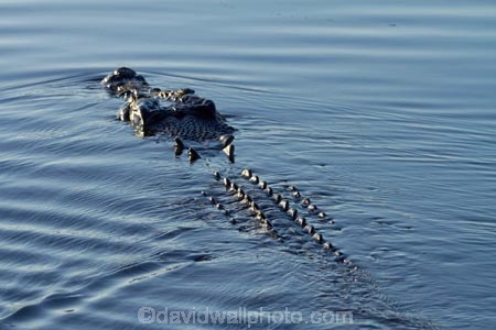 Australia;Australian;billabong;billabongs;croc;crocodile;crocodiles;Crocodylus-Porosus;crocs;flood-plain;flood-plains;floodplain;floodplains;Gagadju;Gagudju-Dreaming;Kakadu;Kakadu-billabong;Kakadu-billabongs;Kakadu-flood-plain;Kakadu-flood-plains;Kakadu-floodplain;Kakadu-floodplains;Kakadu-N.P.;Kakadu-National-Park;Kakadu-NP;Kakadu-wetland;Kakadu-wetlands;N.T.;national-parks;Northern-Territory;NT;reptile;reptiles;saltwater-crocodile;saltwater-crocodiles;salty;swamp;swampland;Top-End;UN-world-heritage-area;UN-world-heritage-site;UNESCO-World-Heritage-area;UNESCO-World-Heritage-Site;united-nations-world-heritage-area;united-nations-world-heritage-site;wetland;wetlands;wildlife;world-heritage;world-heritage-area;world-heritage-areas;World-Heritage-Park;World-Heritage-site;World-Heritage-Sites;Yellow-Water;Yellow-Water-Billabong;Yellow-Water-Wetland;Yellow-Water-Wetlands