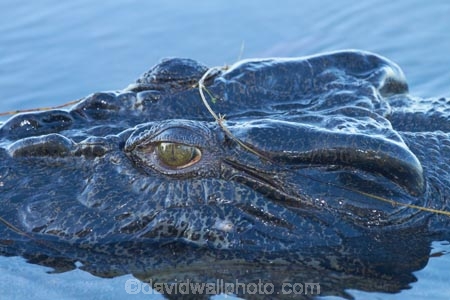 Australia;Australian;billabong;billabongs;croc;crocodile;crocodiles;Crocodylus-Porosus;crocs;Gagadju;Gagudju-Dreaming;Kakadu;Kakadu-billabong;Kakadu-billabongs;Kakadu-flood-plain;Kakadu-flood-plains;Kakadu-floodplain;Kakadu-floodplains;Kakadu-N.P.;Kakadu-National-Park;Kakadu-NP;Kakadu-wetland;Kakadu-wetlands;N.T.;national-parks;Northern-Territory;NT;reptile;reptiles;saltwater-crocodile;saltwater-crocodiles;salty;swamp;swampland;Top-End;UN-world-heritage-area;UN-world-heritage-site;UNESCO-World-Heritage-area;UNESCO-World-Heritage-Site;united-nations-world-heritage-area;united-nations-world-heritage-site;wetland;wetlands;wildlife;world-heritage;world-heritage-area;world-heritage-areas;World-Heritage-Park;World-Heritage-site;World-Heritage-Sites;Yellow-Water;Yellow-Water-Billabong;Yellow-Water-Wetland;Yellow-Water-Wetlands
