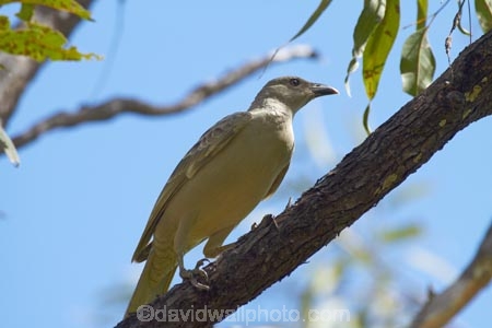 Animal;animals;Australasia;Australia;Avian;bird;bird-watching;bird_watching;birds;Bowerbird;Bowerbirds;Chlamydera-nuchalis;eco-tourism;eco_tourism;ecotourism;Fauna;Great-Bowerbird;Great-Bowerbirds;Katherine;Katherine-Gorge;Katherine-Gorge-National-Park;N.T.;national-park;national-parks;Natural;Nature;Nitmiluk-N.P.;Nitmiluk-National-Park;Nitmiluk-NP;Northern-Territory;NT;Ornithology;Top-End;wild;Wildlife