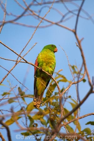 Animal;animals;Aprosmictus-erythropterus;Australasia;Australia;avian;bird;bird-watching;bird_watching;birds;eco-tourism;eco_tourism;ecotourism;Fauna;N.T.;Natural;Nature;Northern-Territory;NT;Ornithology;parrot;parrots;Pine-Creek;Red_winged-Parrot;Red_winged-Parrots;Top-End;wild;Wildlife