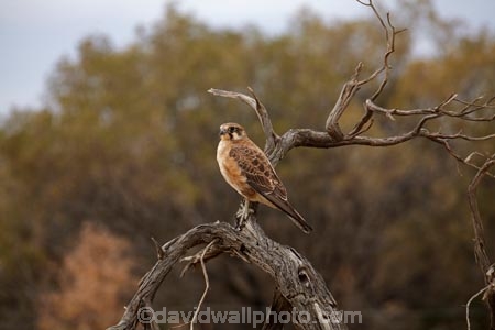Australia;Australian;wildlife;animal;animals;Australian-wildlife;bird;birds;Brown-Falcon;Falco-berigora;Blanchewater-Ruins;Strzeleki-Track;South-Australia;Brown-Falcons;falcon;avian;bird-of-prey;bird-watching;bird_of_prey;bird_watching;birds;birds-of-prey;birds_of_prey;Ornithology;raptor;falcons;dead-tree;Strzelecki-Track