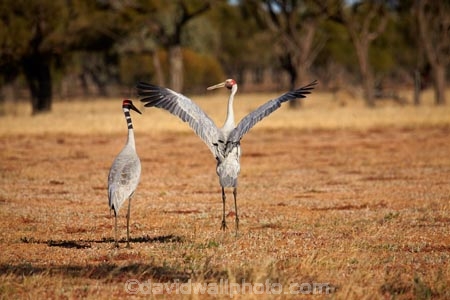 Animal;animals;Australasia;Australia;Australian-Crane;Avian;Beak;bird;bird-watching;bird_watching;birds;Brolga;Brolgas;crane-family;Fauna;Grus-rubicunda;Ornithology;wild;wildlife;Quilpie;Queensland;Qld;large-bird