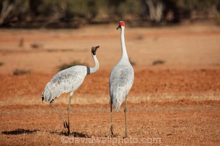 Animal;animals;Australasia;Australia;Australian-Crane;Avian;Beak;bird;bird-watching;bird_watching;birds;Brolga;Brolgas;crane-family;Fauna;Grus-rubicunda;Ornithology;wild;wildlife;Quilpie;Queensland;Qld;large-bird