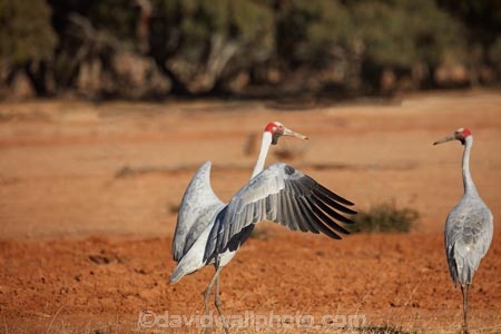 Animal;animals;Australasia;Australia;Australian-Crane;Avian;Beak;bird;bird-watching;bird_watching;birds;Brolga;Brolgas;crane-family;Fauna;Grus-rubicunda;Ornithology;wild;wildlife;Quilpie;Queensland;Qld;large-bird