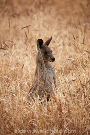 Animal;Animals;Aus;Australia;Australian;ear;eastern-gray-kangaroo;eastern-gray-kangaroos;gray-kangaroo;gray-kangaroos;Grey-Kangaroo;Grey-Kangaroos;head;heads;Kangaroo;Kangaroos;Macropus-giganteus;Mammal;Mammals;Marsupial;Marsupials;Nature;portrait;portraits;QLD;Queensland;skippy;Wild;Wildlife;Mitchell