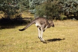 Animal;Animals;australasia;australasian;Australia;australian;boing;boinging;eastern-gray-kangaroo;eastern-gray-kangaroos;eastern-grey-kangaroo;eastern-grey-kangaroos;grampian;grampian-national-park;grampians;grampians-N.P.;grampians-national-park;grampians-np;gray-kangaroo;gray-kangaroos;Grey-Kangaroo;Grey-Kangaroos;halls-gap;head;heads;hop;hopper;hopping;hops;jump;jumper;jumping;jumps;Kangaroo;Kangaroos;Macropodidae;Macropus-giganteus;Mammal;Mammals;Marsupial;Marsupials;marsupium;national-parks;natural;Nature;portrait;portraits;pouch;scene;scenic;skippy;Victoria;Wild;Wildlife;Zoology