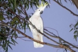 animal;animals;australasian;Australia;australian;beak;bird;birds;cockatoo;cockatoos;crested;endemic;feather;feathers;Grampians-National-Park;Halls-Gap;indigenous;native;sulfer;sulfur;sulfur-crested-cockatoo;sydney;Victoria;wildlife