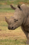 africa;african;animal;animals;australasian;Australia;australian;Ceratotherium-simumsimum;endangered;game-park;game-parks;game-viewing;horn;horns;mammal;mammals;Melbourne;pachyderm;pachyderms;park;parks;poaching;rhino;rhinoceros;rhinoceroses;rhinos;safari;safaris;southern-white-rhinoceros;square-lipped-rhinoceros;square_lipped-rhinoceros;threatened;Victoria;werribee;Werribee-Open-Range-Zoo;white-rhinoceros;wild;wildlife;zoo;zoology;zoos