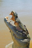 Adelaide-River;Adelaide-River-Cruises;Australia;Australian;croc;crocodile;crocodiles;Crocodylus-Porosus;crocs;danger;dangerous;dangerous-wildlife;jumping-crocodile-cruise;N.T.;Northern-Territory;NT;reptile;reptiles;saltwater-crocodile;saltwater-crocodiles;salty;spectacular-jumping-crocodile-cruise;Top-End;tourist-attraction;wildlife