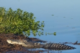 Australia;Australian;billabong;billabongs;croc;crocodile;crocodiles;Crocodylus-Porosus;crocs;flood-plain;flood-plains;floodplain;floodplains;Gagadju;Gagudju-Dreaming;Kakadu;Kakadu-billabong;Kakadu-billabongs;Kakadu-flood-plain;Kakadu-flood-plains;Kakadu-floodplain;Kakadu-floodplains;Kakadu-N.P.;Kakadu-National-Park;Kakadu-NP;Kakadu-wetland;Kakadu-wetlands;N.T.;national-parks;Northern-Territory;NT;reptile;reptiles;saltwater-crocodile;saltwater-crocodiles;salty;swamp;swampland;Top-End;UN-world-heritage-area;UN-world-heritage-site;UNESCO-World-Heritage-area;UNESCO-World-Heritage-Site;united-nations-world-heritage-area;united-nations-world-heritage-site;wetland;wetlands;wildlife;world-heritage;world-heritage-area;world-heritage-areas;World-Heritage-Park;World-Heritage-site;World-Heritage-Sites;Yellow-Water;Yellow-Water-Billabong;Yellow-Water-Wetland;Yellow-Water-Wetlands